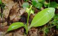 Liparis loeselii